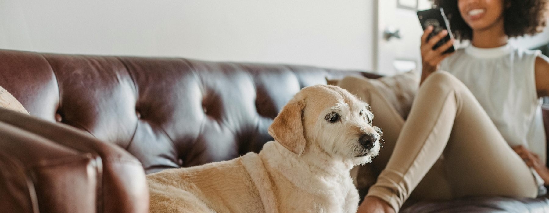 a dog on a person sitting on a couch
